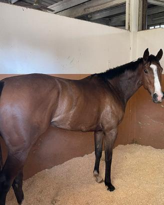 Cavallo femmina psi 3 anni a Brescia