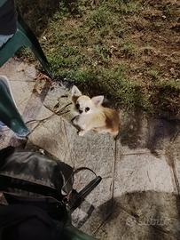 Maschio di ,2 anni