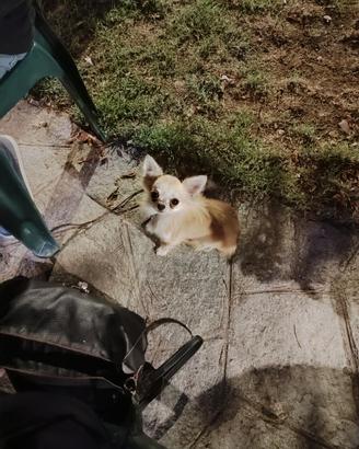 Maschio di ,2 anni