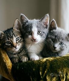 2 gattini ad Amelia sarebbe felice per una casa