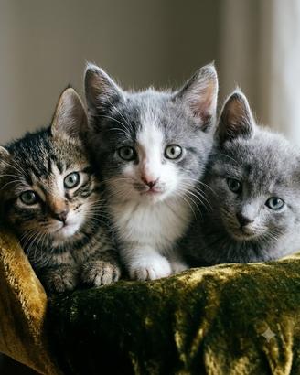2 gattini ad Amelia sarebbe felice per una casa