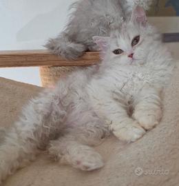 Cucciolo Selkirk rex a pelo riccio