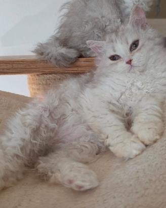 Cucciolo Selkirk rex a pelo riccio