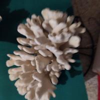 Corallo per acquario