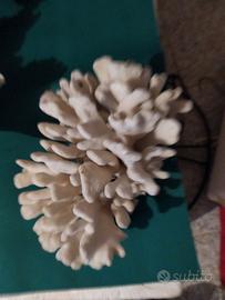 Corallo per acquario