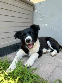 Cucciolo si border collie con pedigree