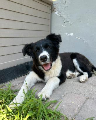 Cucciolo si border collie con pedigree