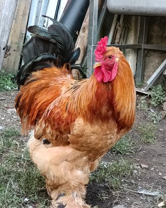 pulcini brahma di due mesi