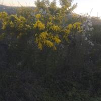 Terreno agricolo sappanico