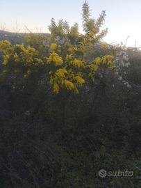 Terreno agricolo sappanico