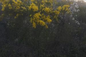 Terreno agricolo sappanico