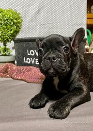 Cuccioli Bulldog francese
