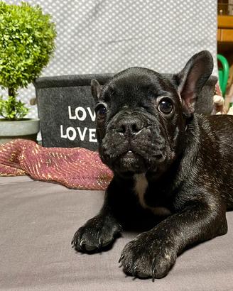 Cuccioli Bulldog francese