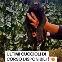 Femmine di cane corso disponibili
