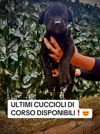 Femmine di cane corso disponibili