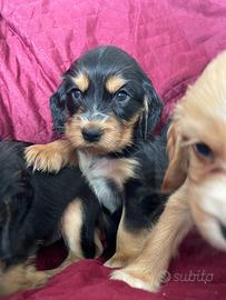 Cuccioli di cocker spaniel con Pedigree Enci