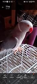 parrochetto dal collare