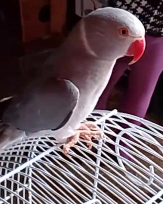 parrochetto dal collare