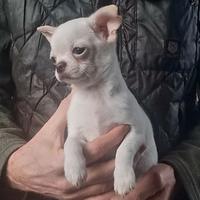 Cucciolo Chihuahua pelo corto