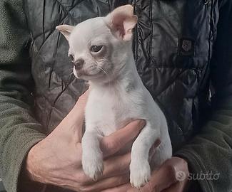 Cucciolo Chihuahua pelo corto