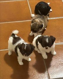 Cucciole di chihuahua