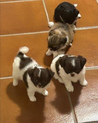 Cucciole di chihuahua