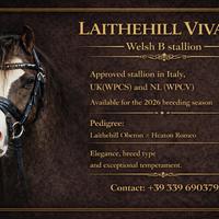 Pony Welsh B stallion Laithehill Vivaldi