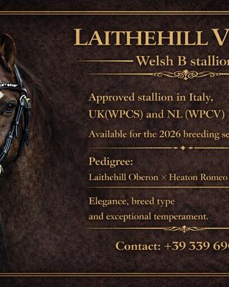 Pony Welsh B stallion Laithehill Vivaldi