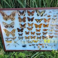 Cassetta Entomologica - Insettario 