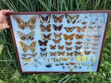Cassetta Entomologica - Insettario 