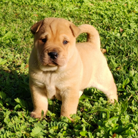 Cuccioli sharpei