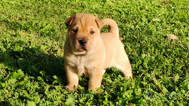 Cuccioli sharpei