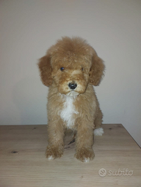 Cucciolo di barboncino