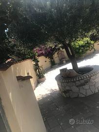 Villino a schiera Anzio lido delle sirene