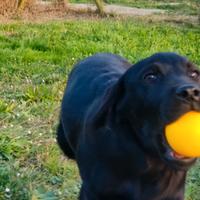 Cucciola femmina di Labrador Retriever
