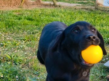Cucciola femmina di Labrador Retriever