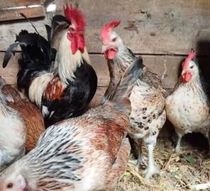 Galline Valplatani