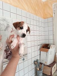 Jack Russell nani a zampa corta femmine