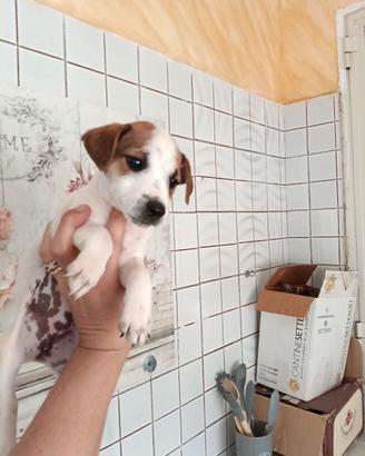 Jack Russell nani a zampa corta femmine