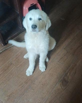 Cane pastor maremano