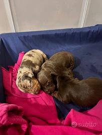 Cuccioli di bassotto