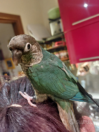 Pyrrhura allevati a mano