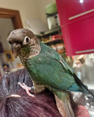 Pyrrhura allevati a mano