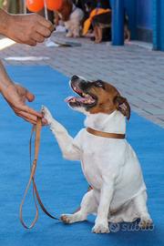 Cuccioli di Jack Russell con pedigree