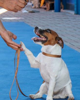 Cuccioli di Jack Russell con pedigree