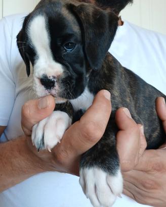Boxer cuccioli
