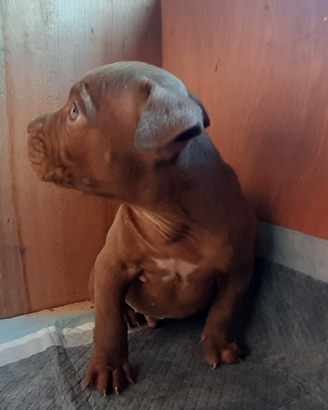 Cucciolo di Pitbull