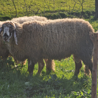 Montone bergamasco