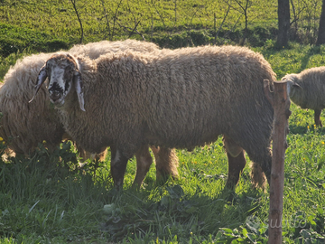 Montone bergamasco