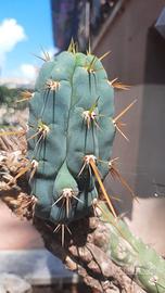 Cactus San Pedro talea piccola intatta